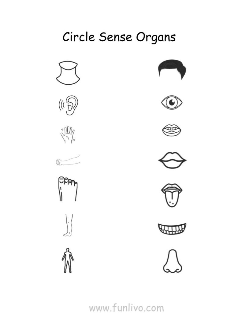 Circle the Sense Organ Worksheets for Preschool Kids