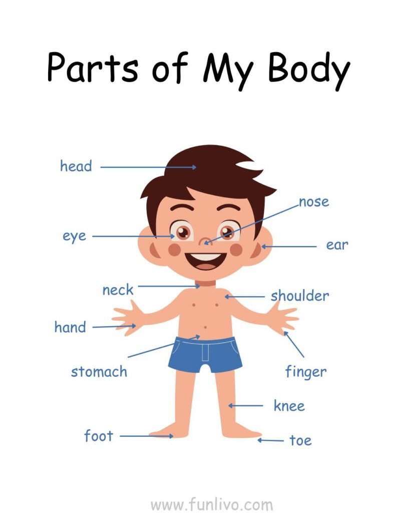 Free Body Parts Chart Worksheets for Preschool Kids