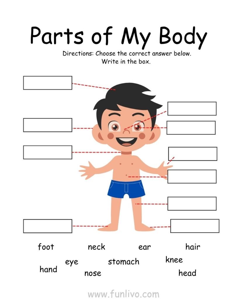 Body Parts Labelling ActivityWorksheets for Preschool Kids