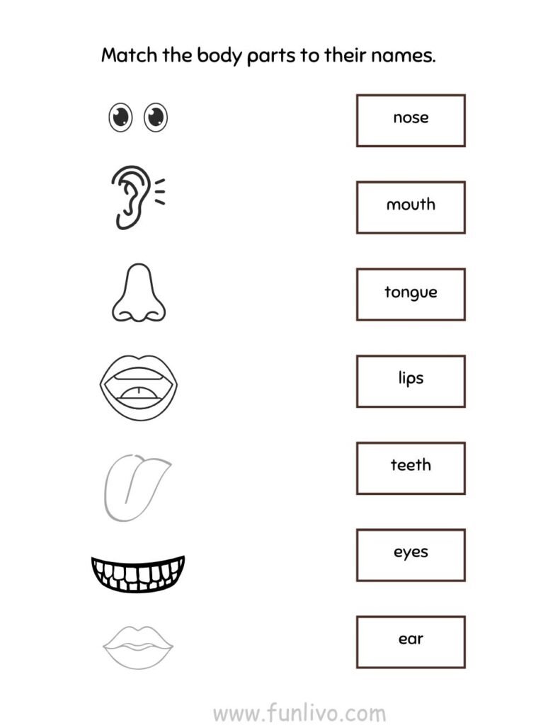 Body Parts Matching Activity Worksheets for Preschool Kids