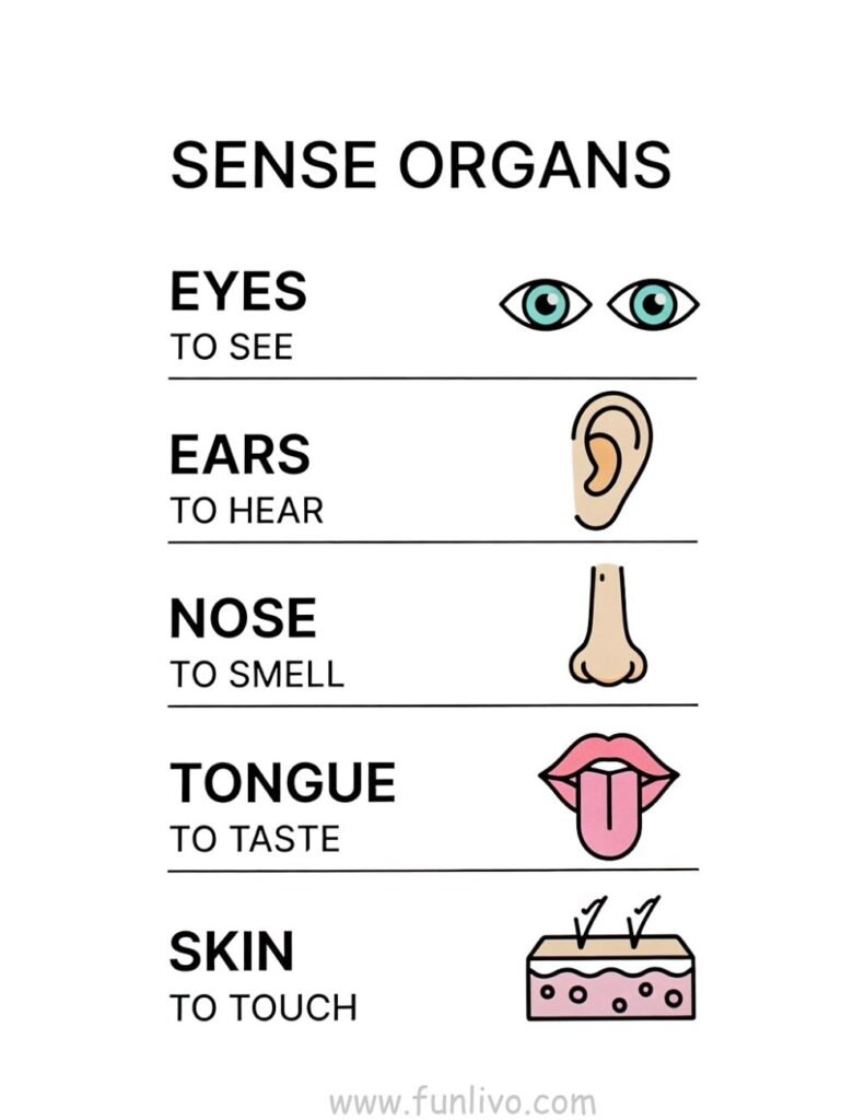 Sense Organ Worksheets for Preschool Kids
